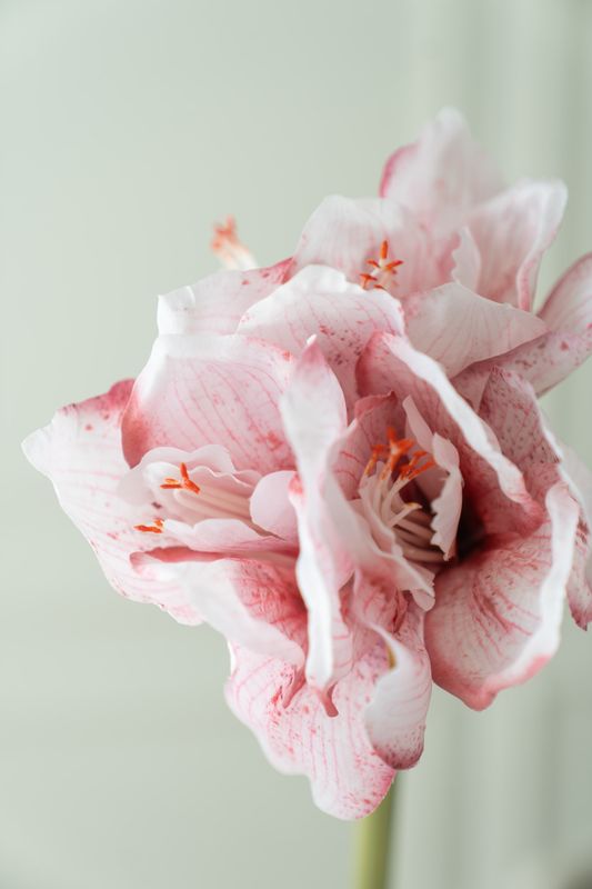 Konstgjord Blomma Amaryllis 66cm - Rosa