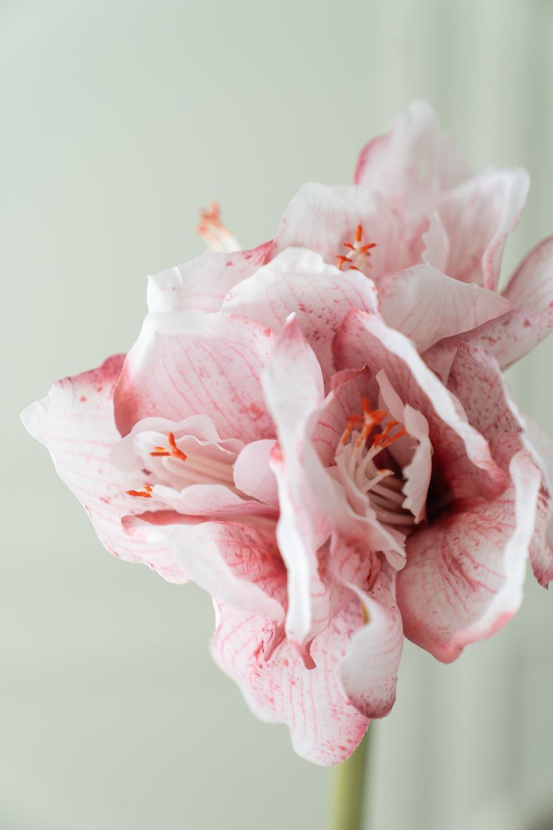 Konstgjord Blomma Amaryllis 66cm - Rosa