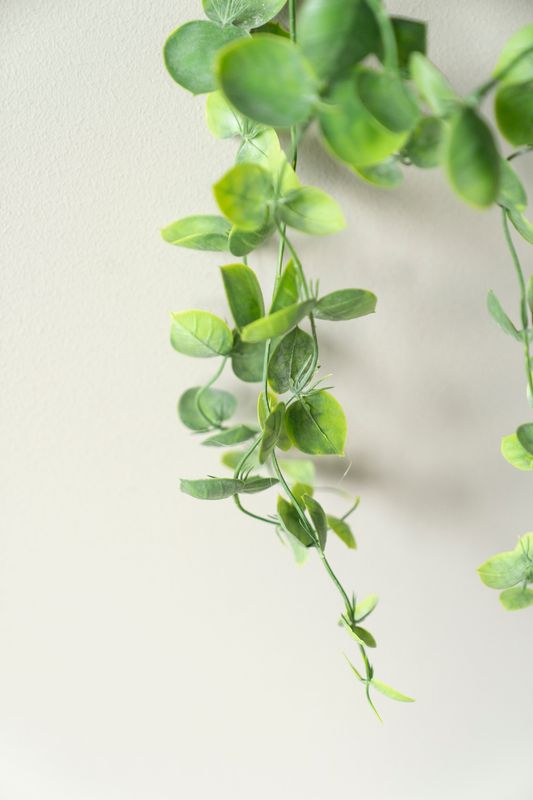 Hängväxt 56cm Stora Blad