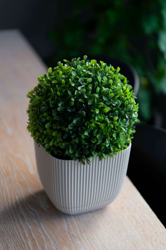 Buksbom boll 18cm
